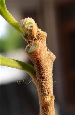  Young Stem (Brown tomentose)